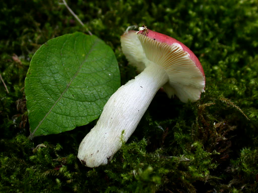 Russula N�1 ....